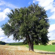 Trees03_