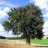 Trees03_